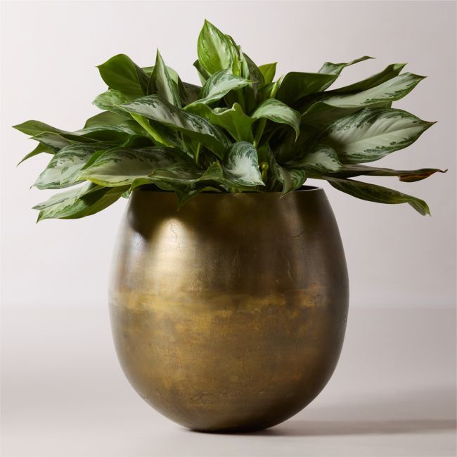 a philodendron Philodendron 'Pluto' 4"